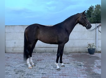 Polska kallt blod Blandning, Valack, 3 år, 160 cm, Mörkbrun