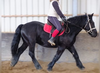 Polska kallt blod Blandning, Valack, 4 år, 155 cm, Gråskimmel