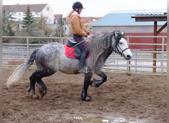 Polska kallt blod Blandning, Valack, 4 år, 155 cm, Gråskimmel