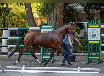 Polska ridning ponny, Hingst, 3 år, 145 cm, Brun