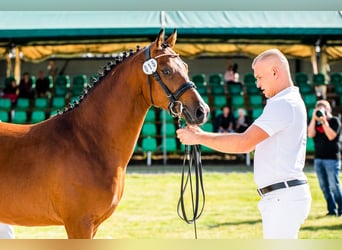 Polska ridning ponny, Hingst, 3 år, 145 cm, Brun