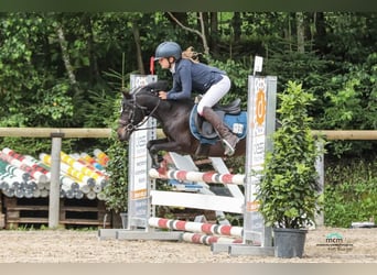 Polska ridning ponny, Sto, 11 år, 110 cm, Svart