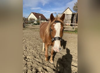 Polnisches Reitpony Blandning, Stute, 12 Jahre, 147 cm, Fuchs