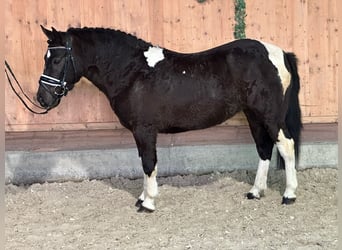 Polska ridning ponny Blandning, Sto, 4 år, 135 cm, Pinto