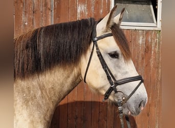Polska ridning ponny, Sto, 4 år, 152 cm, Gulbrun