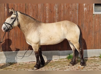 Polska ridning ponny, Sto, 4 år, 152 cm, Gulbrun