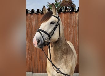 Polska ridning ponny, Sto, 4 år, 152 cm, Gulbrun