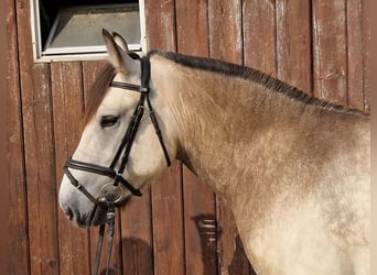 Polska ridning ponny, Sto, 4 år, 152 cm, Gulbrun