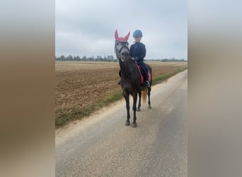 Polnisches Reitpony Blandning, Stute, 5 Jahre, 145 cm, Blauschimmel