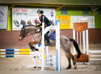 Polska ridning ponny Blandning, Sto, 8 år, 125 cm, Brun