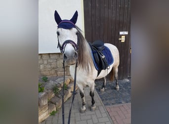 Polska ridning ponny Blandning, Sto, 9 år, 130 cm, Grå