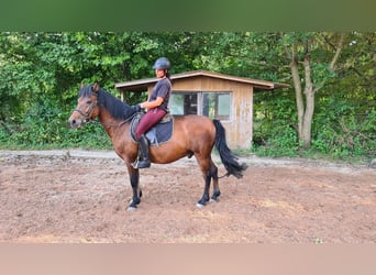 Polska ridning ponny, Valack, 11 år, 143 cm, Brun