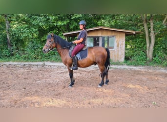 Polska ridning ponny, Valack, 11 år, 143 cm, Brun