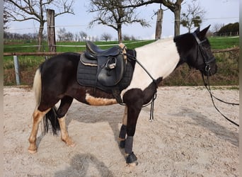 Polska ridning ponny, Valack, 11 år, 148 cm, Pinto