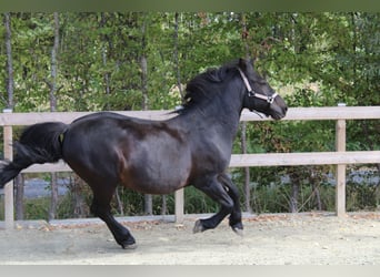 Polska ridning ponny, Valack, 17 år, 143 cm, Mörkbrun