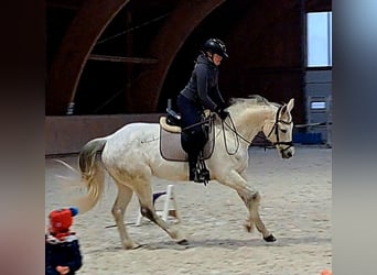 Polski koń sportowy, Klacz, 10 lat, 162 cm, Siwa