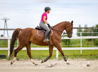 Polski koń sportowy, Klacz, 11 lat, 165 cm, Ciemnokasztanowata