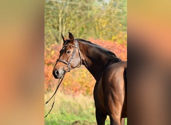 Polski koń sportowy, Klacz, 11 lat, 167 cm, Gniada