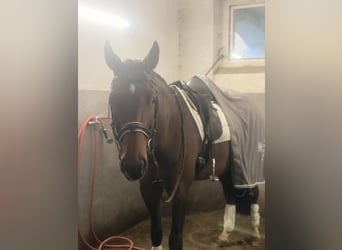 Polski koń sportowy, Klacz, 11 lat, 167 cm, Gniada