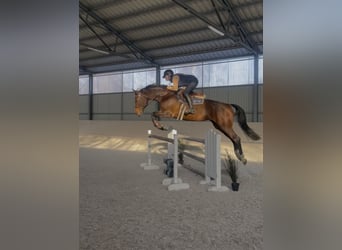 Polski koń sportowy, Klacz, 11 lat, 170 cm, Gniada