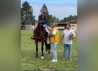 Polski koń sportowy, Klacz, 12 lat, 165 cm, Gniada