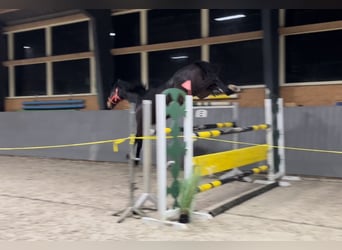 Polski koń sportowy, Klacz, 12 lat, 168 cm, Ciemnogniada