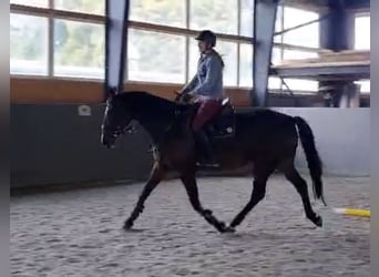 Polski koń sportowy, Klacz, 12 lat, 168 cm, Ciemnogniada
