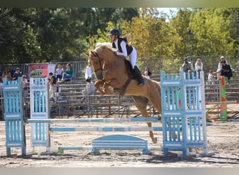 Polski koń sportowy, Klacz, 13 lat, 167 cm, Jelenia