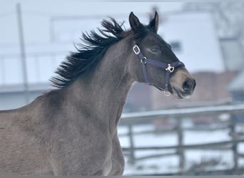 Polski koń sportowy, Klacz, 13 lat, 167 cm, Jelenia