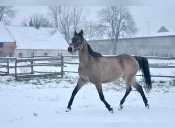 Polski koń sportowy, Klacz, 13 lat, 167 cm, Jelenia