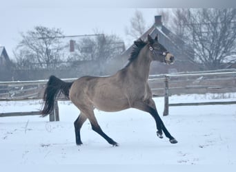 Polski koń sportowy, Klacz, 13 lat, 167 cm, Jelenia
