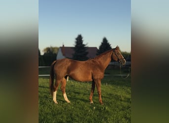 Polski koń sportowy, Klacz, 13 lat, Kasztanowata