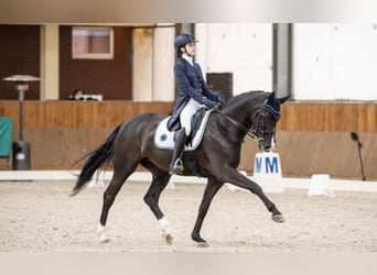 Polski koń sportowy, Klacz, 14 lat, 168 cm, Kara