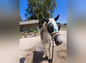 Polski koń sportowy, Klacz, 15 lat, 150 cm, Siwa w hreczce