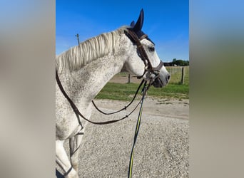 Polski koń sportowy, Klacz, 15 lat, 150 cm, Siwa w hreczce