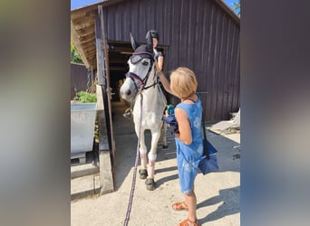 Polski koń sportowy, Klacz, 15 lat, 150 cm, Siwa w hreczce
