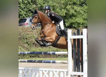 Polski koń sportowy, Klacz, 16 lat, 165 cm, Gniada