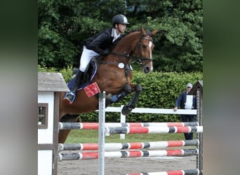 Polski koń sportowy, Klacz, 16 lat, 165 cm, Gniada