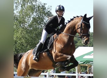 Polski koń sportowy, Klacz, 16 lat, 165 cm, Gniada