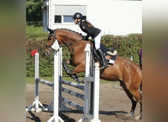 Polski koń sportowy, Klacz, 16 lat, 165 cm, Gniada