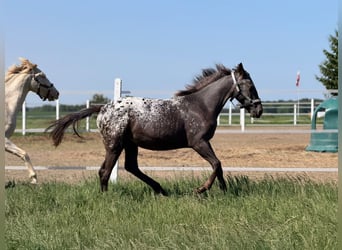 Polski koń sportowy, Klacz, 1 Rok, 160 cm, Tarantowata