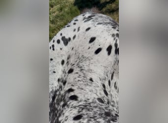 Polski koń sportowy, Klacz, 1 Rok, 160 cm, Tarantowata