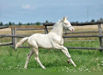 Polski koń sportowy, Klacz, 1 Rok, 165 cm, Cremello