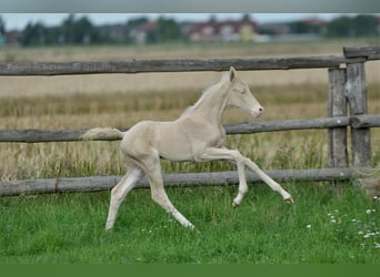 Polski koń sportowy, Klacz, 1 Rok, 166 cm, Cremello