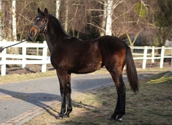 Polski koń sportowy, Klacz, 1 Rok, 167 cm, Ciemnogniada