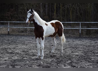 Polski koń sportowy, Klacz, 1 Rok, 170 cm, Srokata