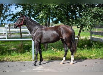 Polski koń sportowy, Klacz, 1 Rok, Kara