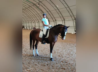 Polski koń sportowy, Klacz, 22 lat, 170 cm, Gniada