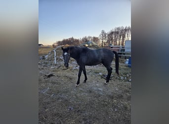 Polski koń sportowy, Klacz, 2 lat, 160 cm, Siwa