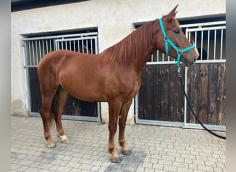 Polski koń sportowy, Klacz, 3 lat, 160 cm, Kasztanowata